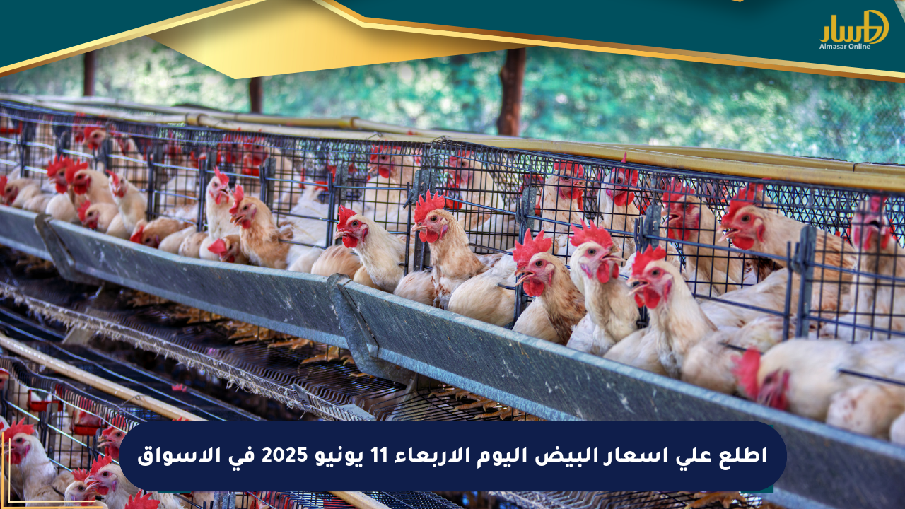 اطلع على أسعار البيض اليوم الأربعاء 11 يونيو 2025 في الأسواق